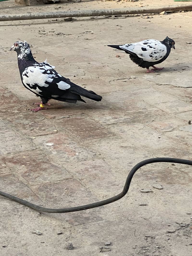 Chiray pair 0