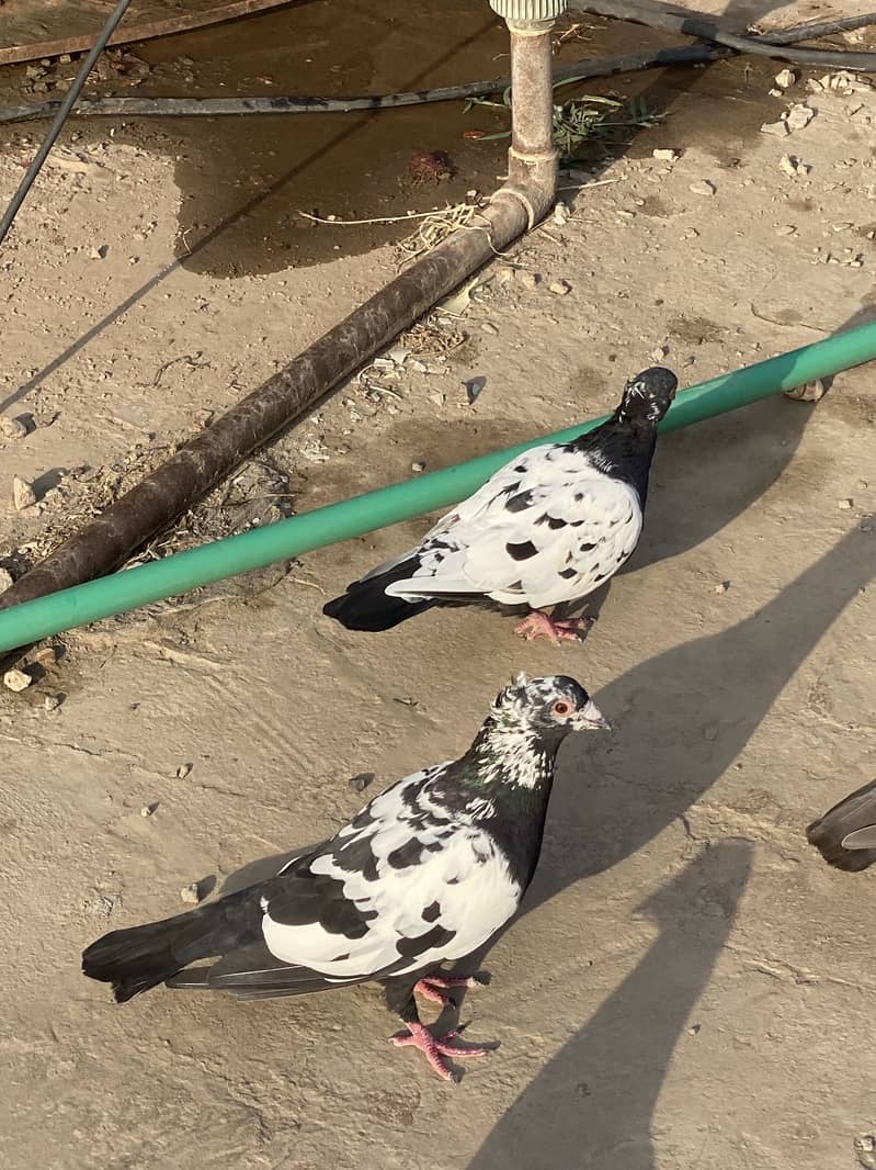Chiray pair 1