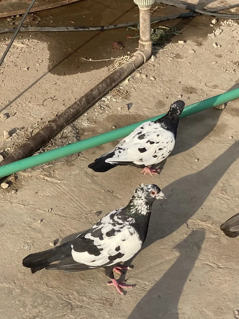 Chiray pair — photo 2