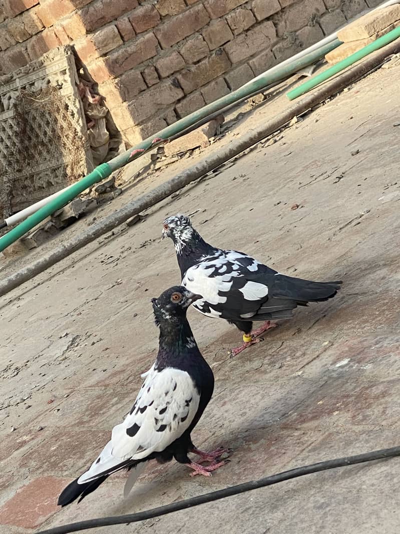 Chiray pair 2