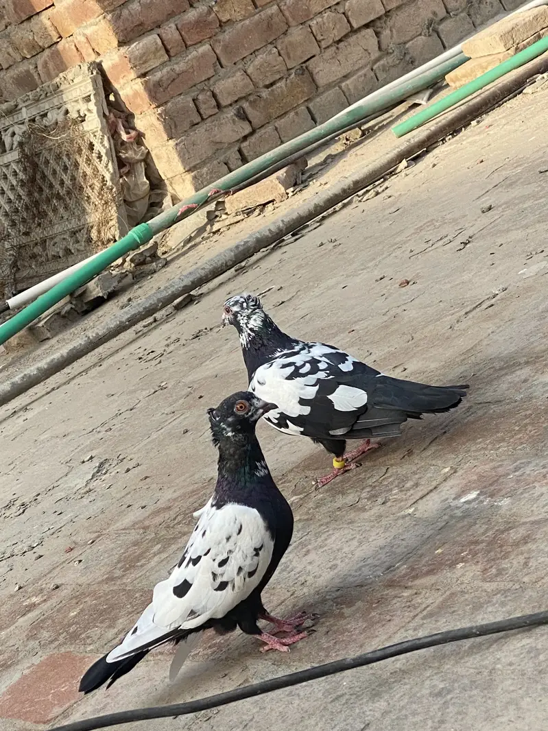 Chiray pair — photo 3
