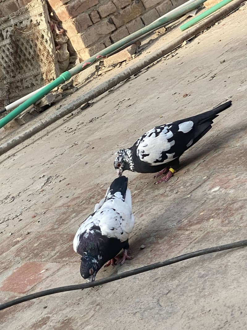 Chiray pair 4