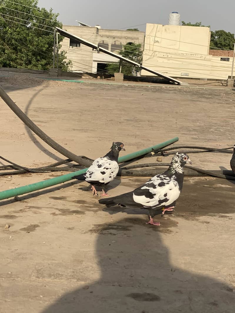 Chiray pair 5