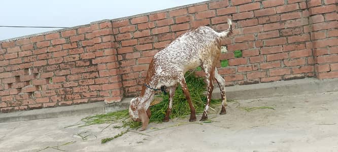 Makhi cheeni bakri for sale.