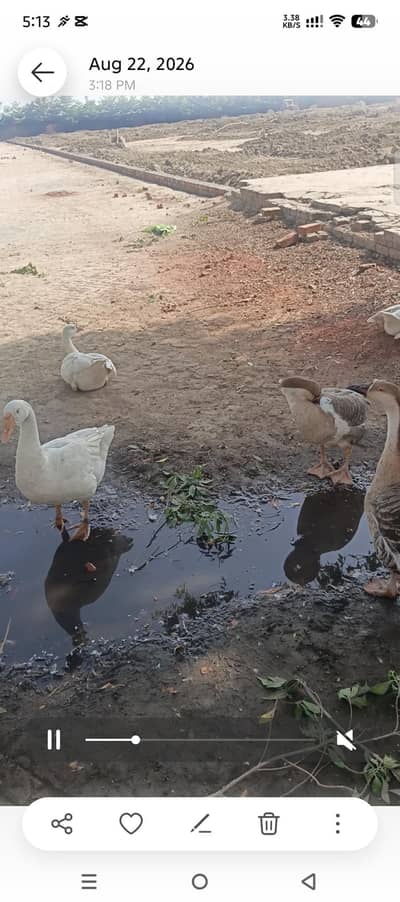 ducks