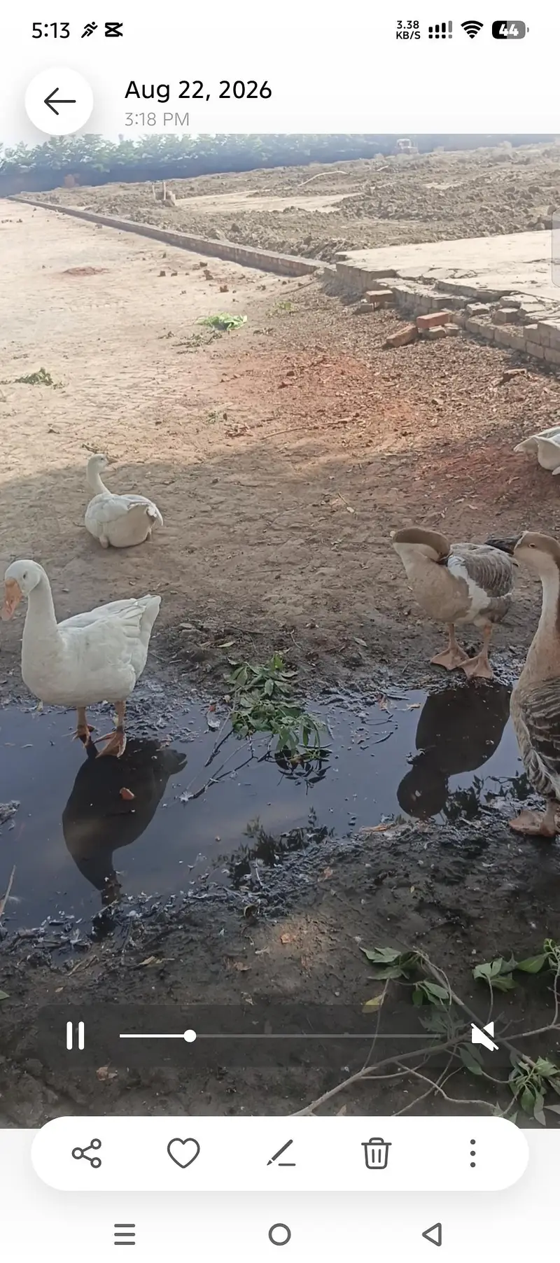 ducks