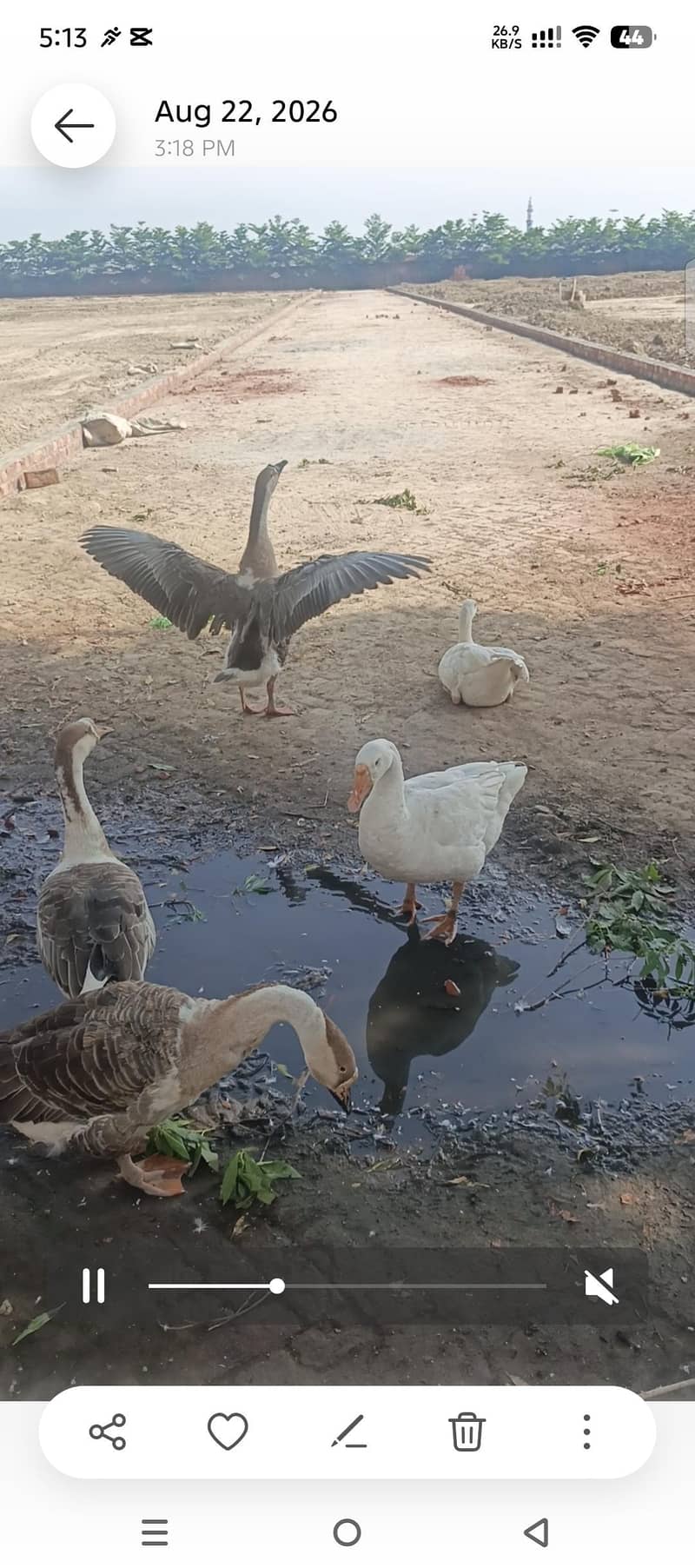 ducks 1