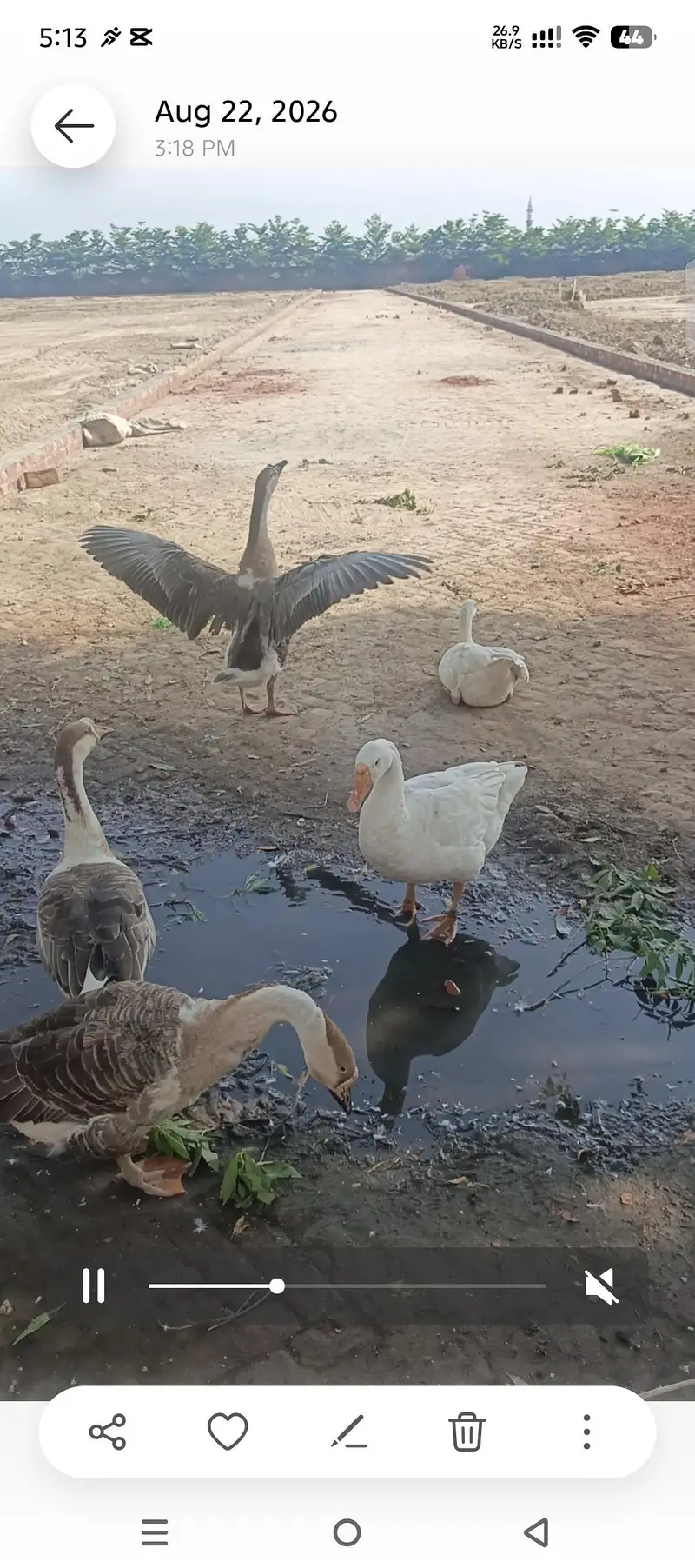 ducks — photo 2