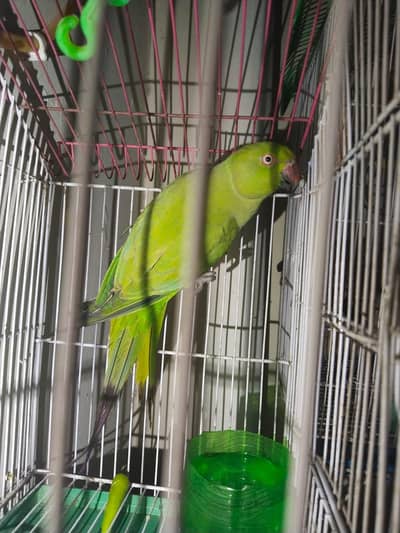 Parrot  For sale