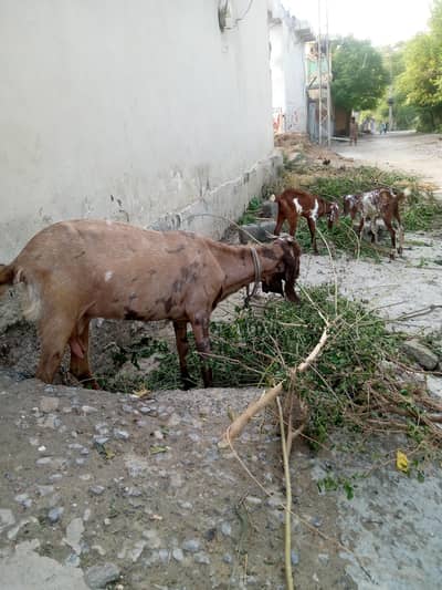 ایک بکری دو نر بچے