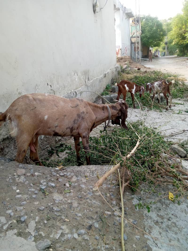 ایک بکری دو نر بچے 0