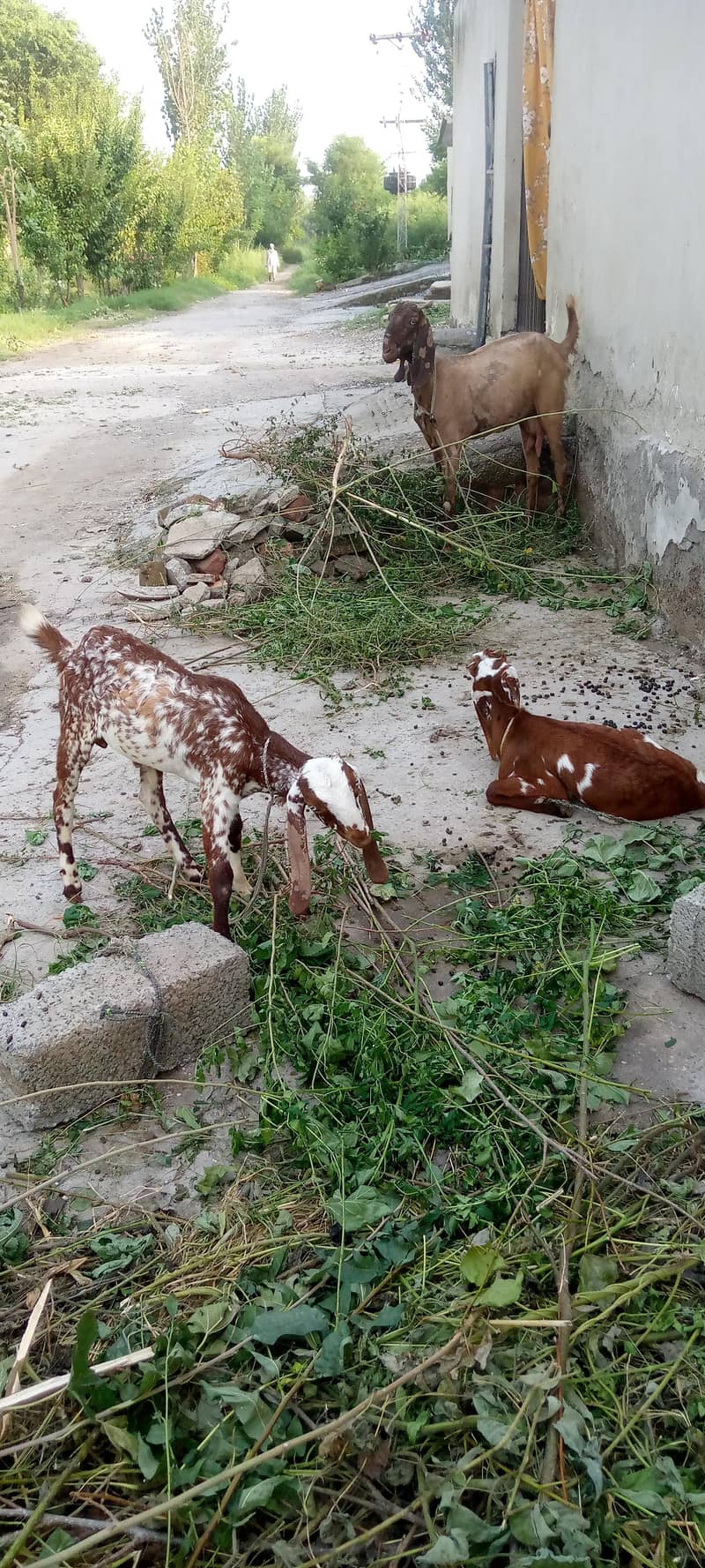 ایک بکری دو نر بچے 1