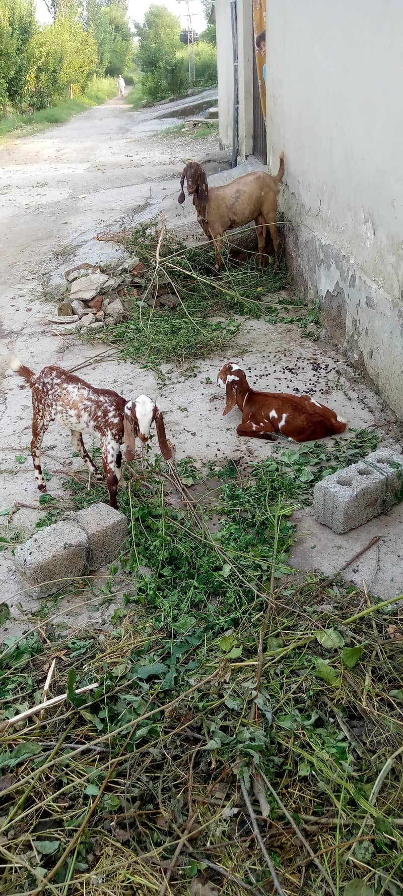 ایک بکری دو نر بچے 2