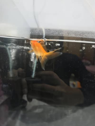 Goldfish with Aquarium
