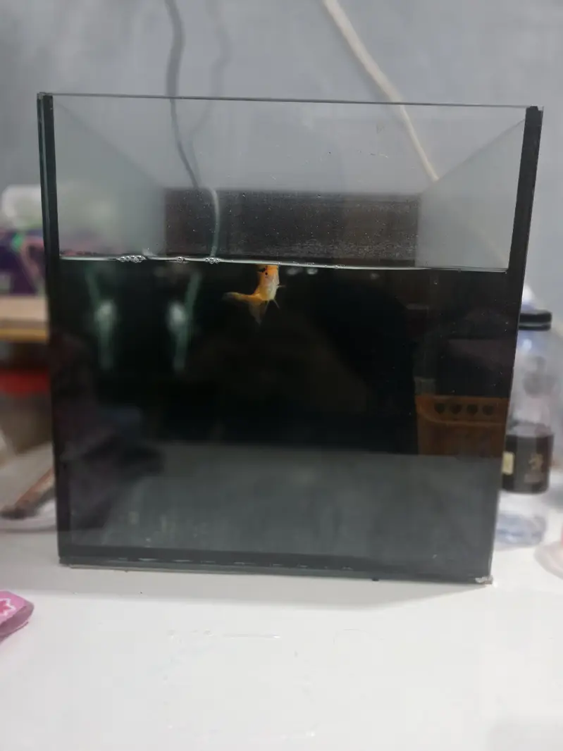 Goldfish with Aquarium — photo 2