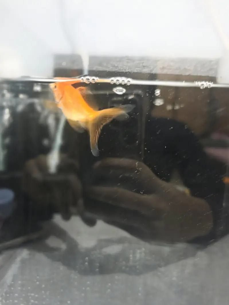 Goldfish with Aquarium — photo 3