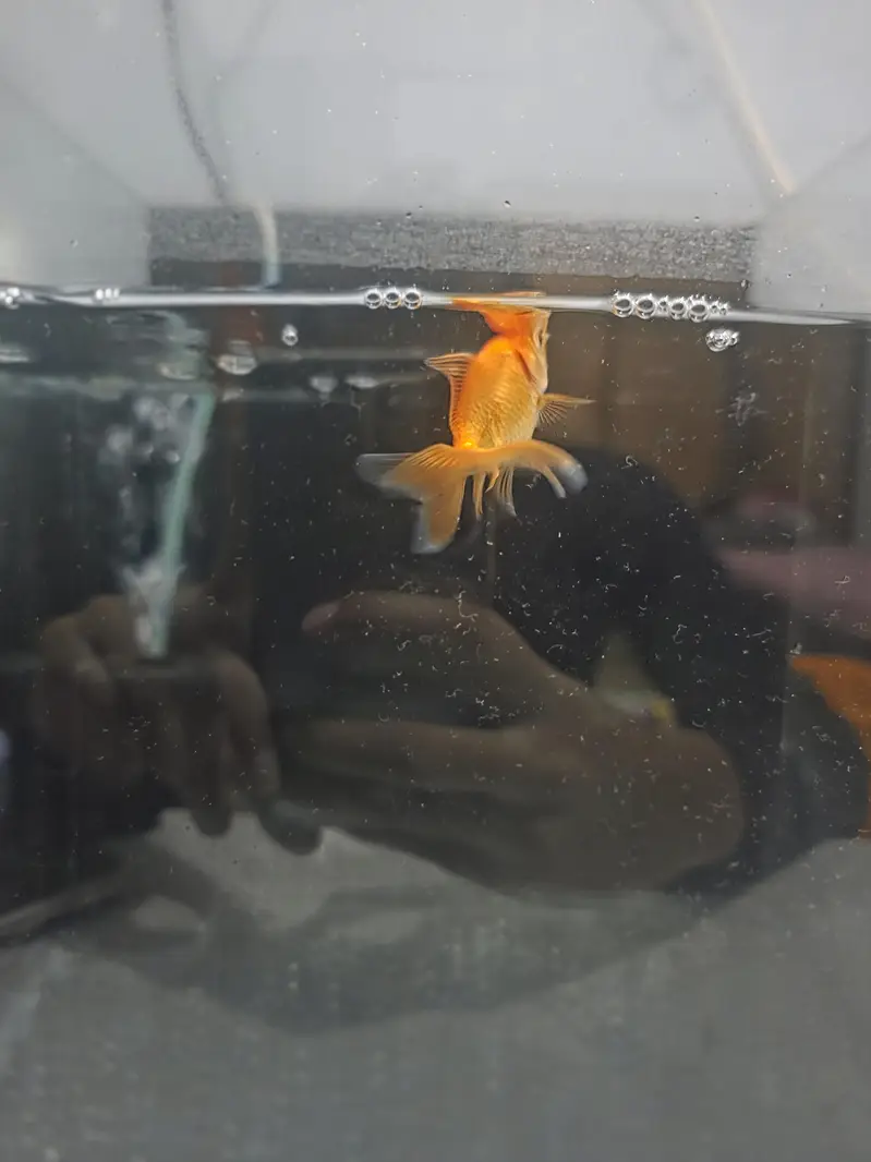 Goldfish with Aquarium — photo 4