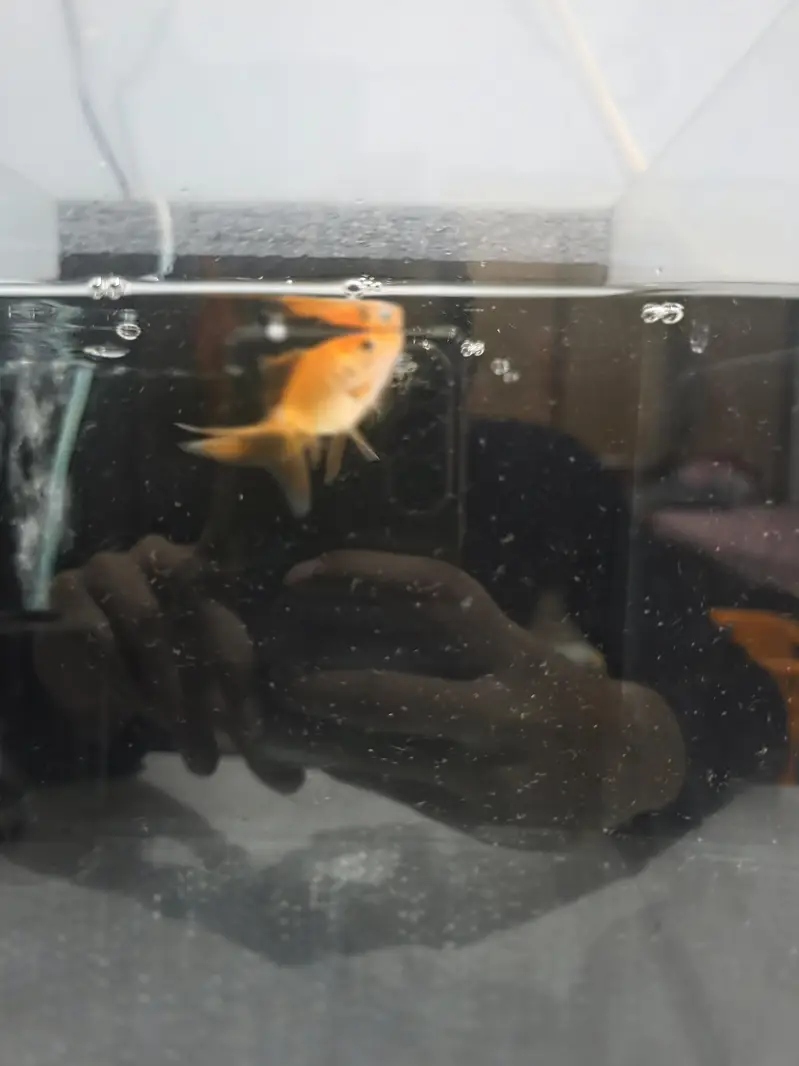 Goldfish with Aquarium — photo 5