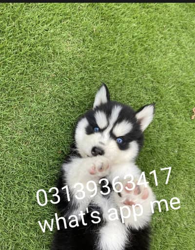 Siberian husky puppies