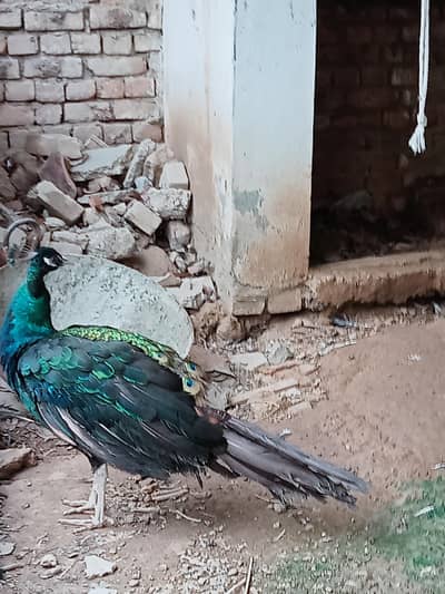 black shoulder peacock