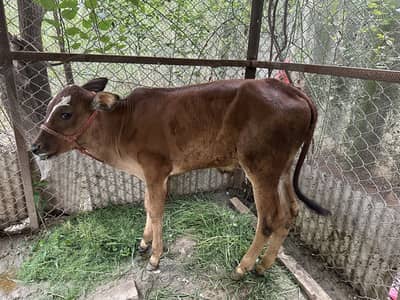 Cow and baby cow boy