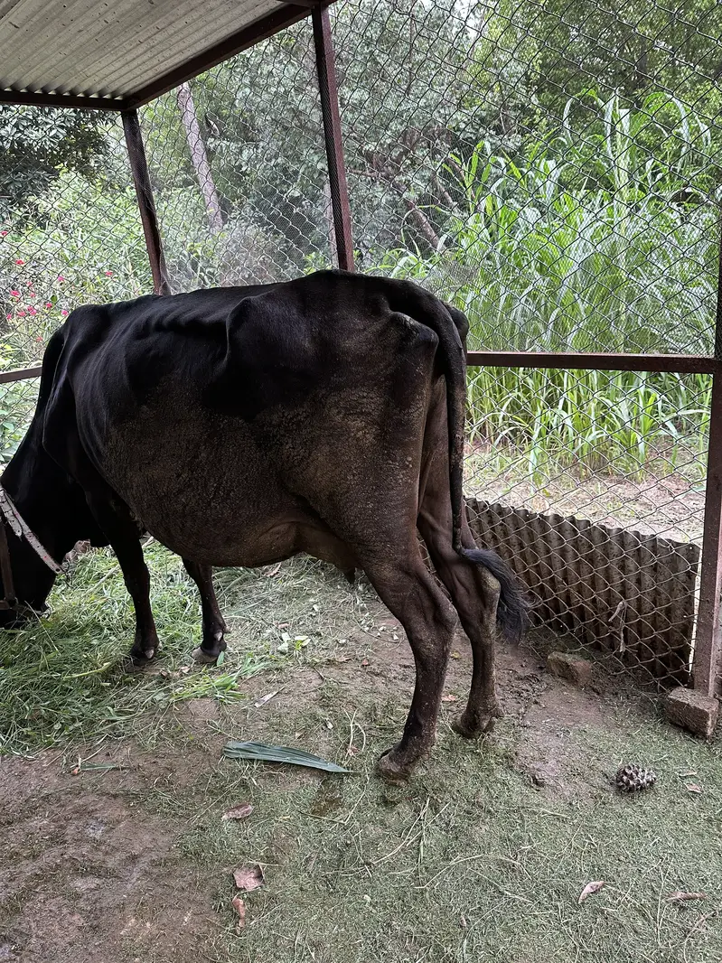 Cow and baby cow boy — photo 2