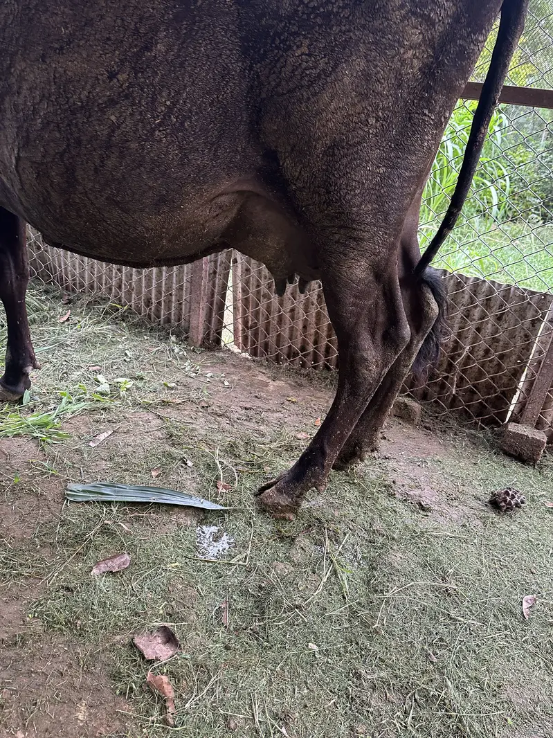 Cow and baby cow boy — photo 3
