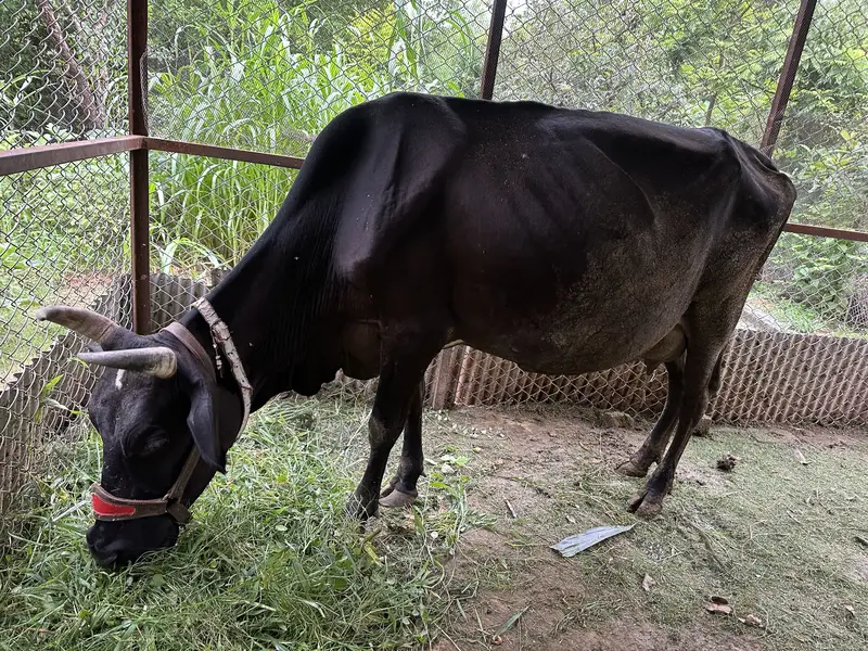 Cow and baby cow boy — photo 4