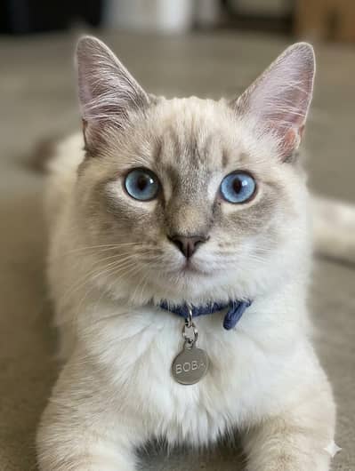 Beautiful cats for  you