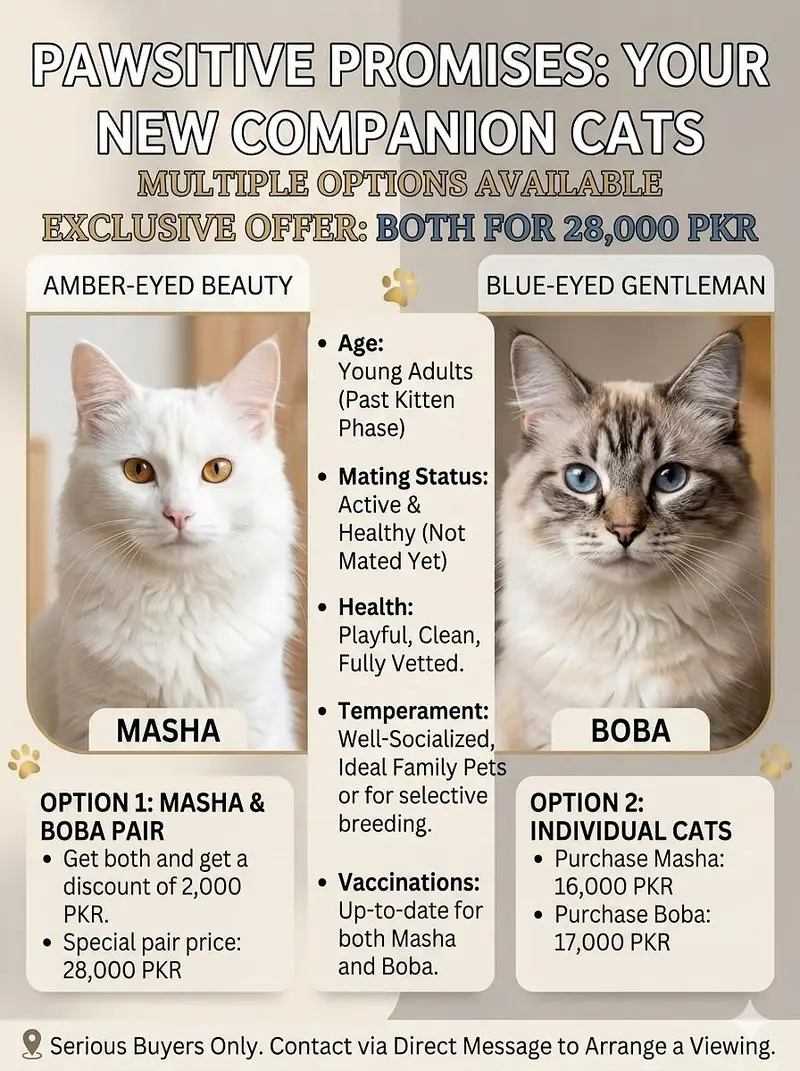 Beautiful cats for  you — photo 3