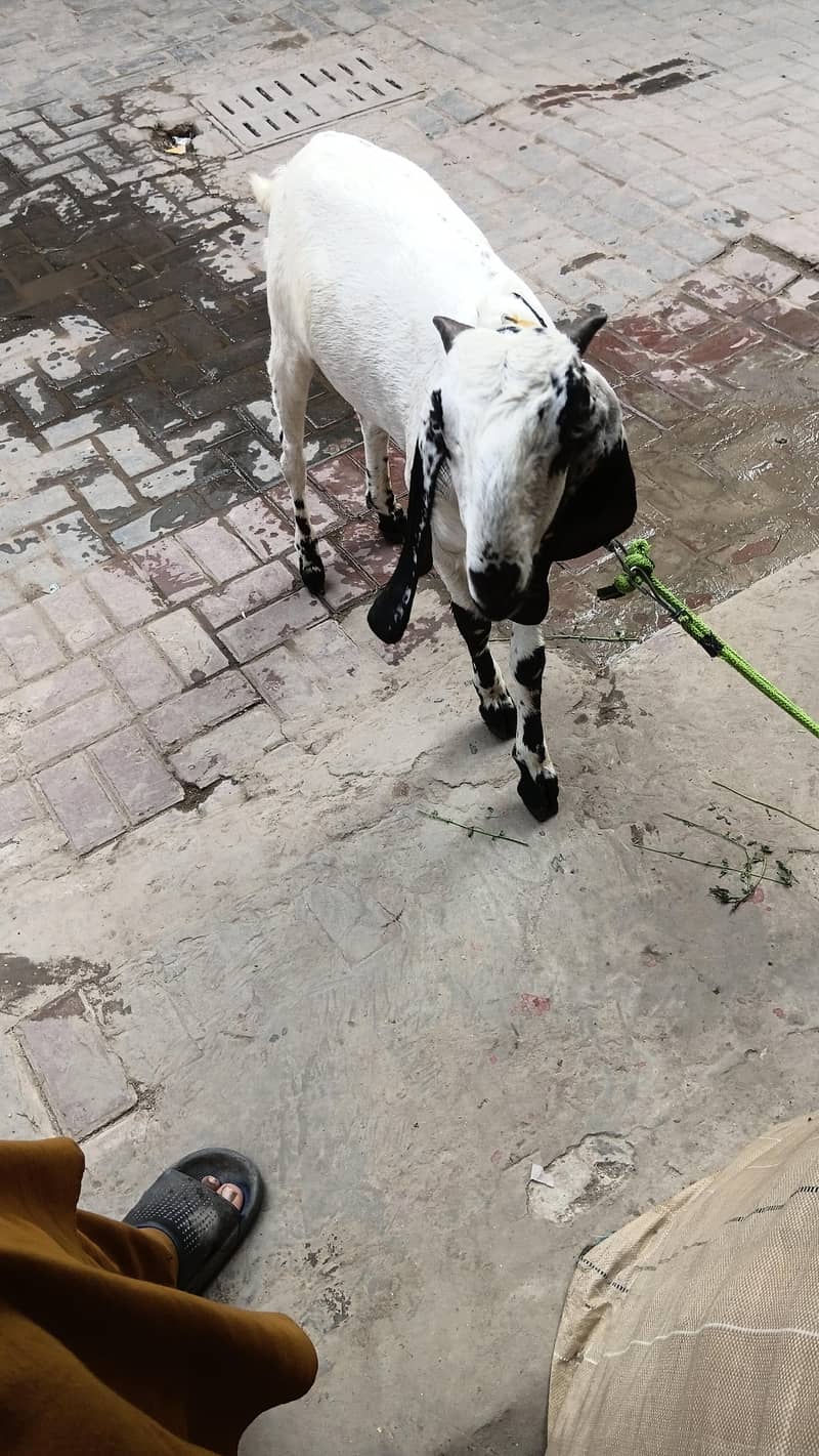 desi bakra 2