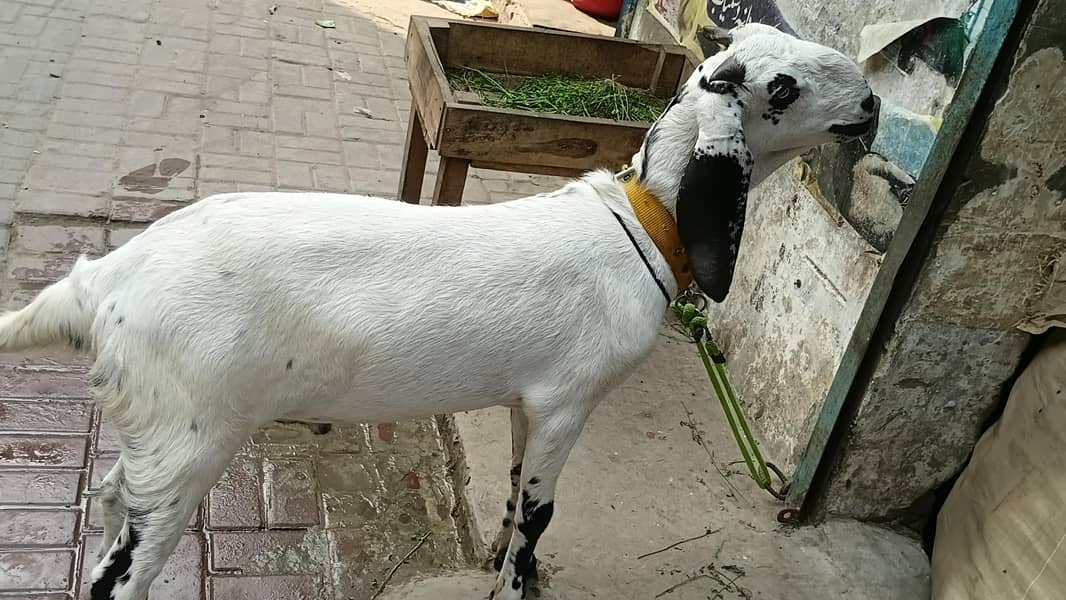 desi bakra 3