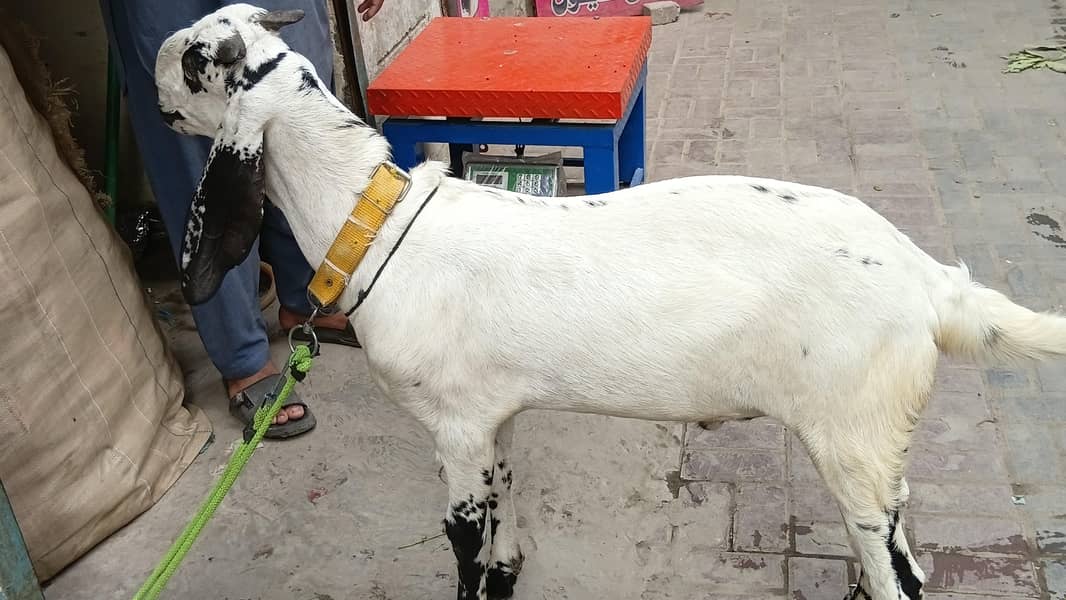 desi bakra 4
