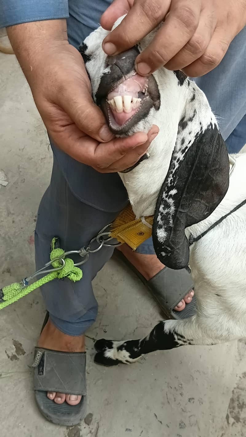 desi bakra 5