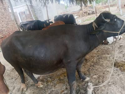 buffalo