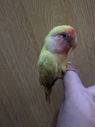 Hand tame love bird lotino name very rare