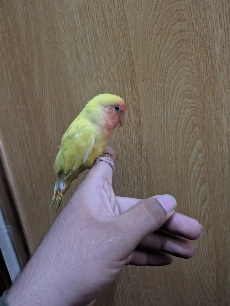 Hand tame love bird lotino name very rare — photo 2