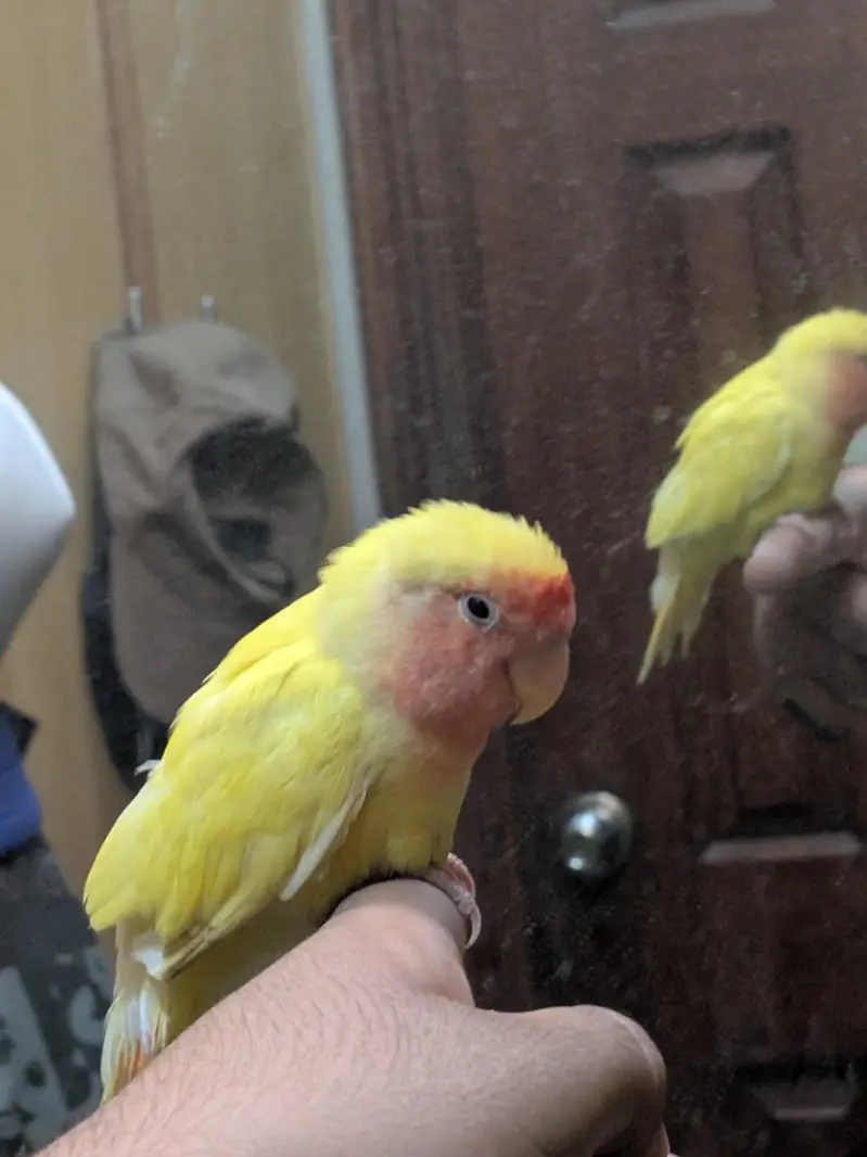 Hand tame love bird lotino name very rare — photo 3