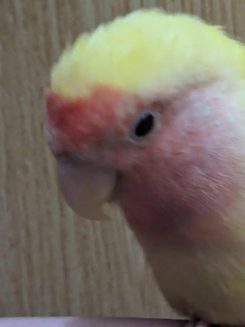 Hand tame love bird lotino name very rare — photo 4