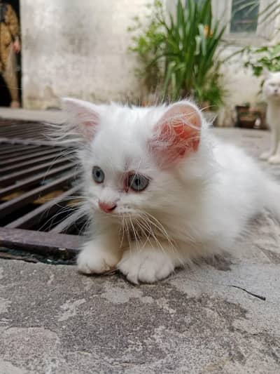 White Persian Male Kitten