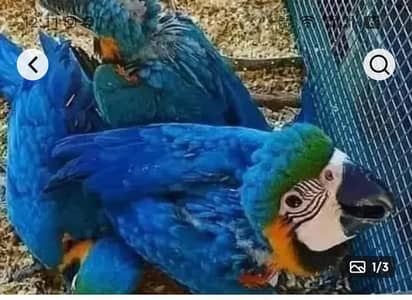 blue macaw parrot chicks for sale contact WhatsApp 03297524864