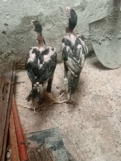 aseel black ciks or 2 murgia