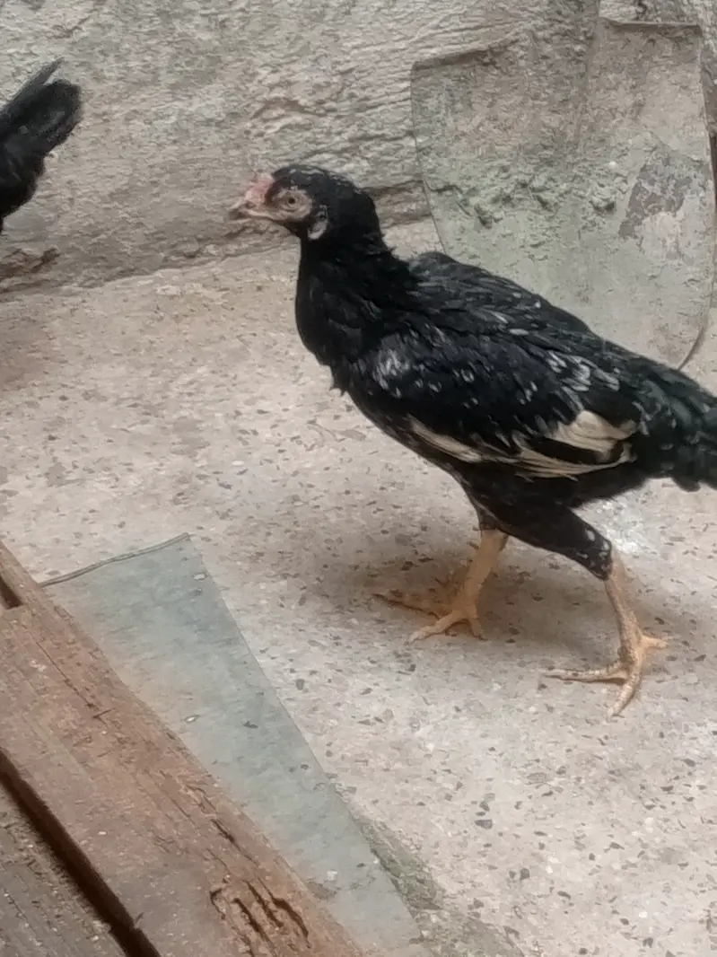 aseel black ciks or 2 murgia — photo 2