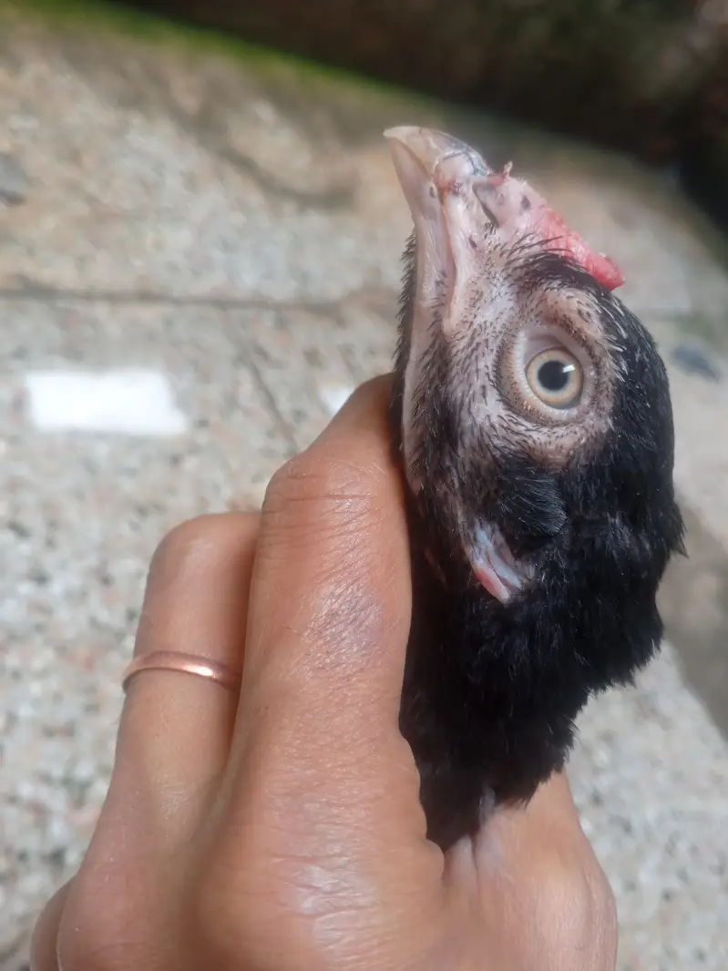 aseel black ciks or 2 murgia — photo 3