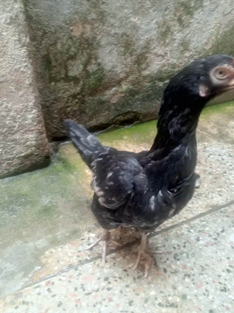 aseel black ciks or 2 murgia — photo 4
