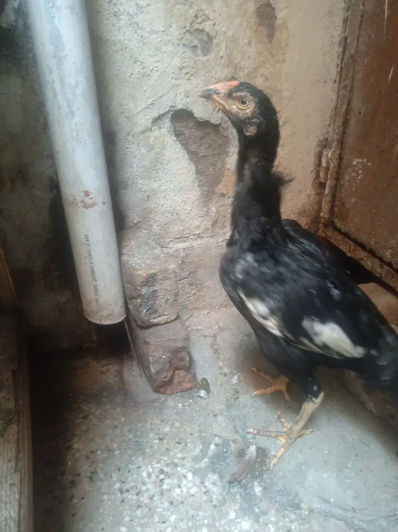 aseel black ciks or 2 murgia — photo 5