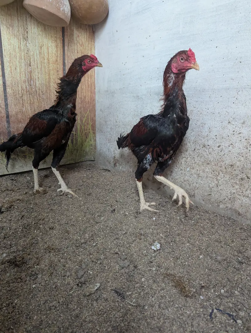 Aseel pathu for aseel Lovers quality u can see, both are males. — photo 2