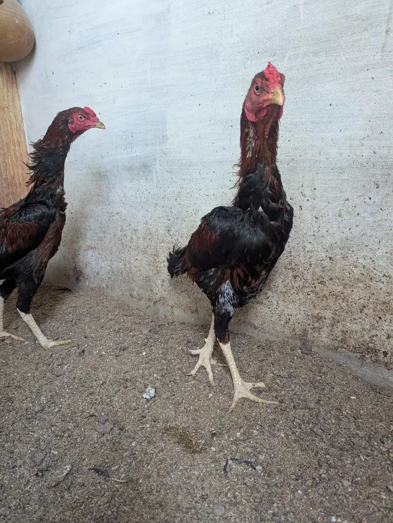 Aseel pathu for aseel Lovers quality u can see, both are males. — photo 3
