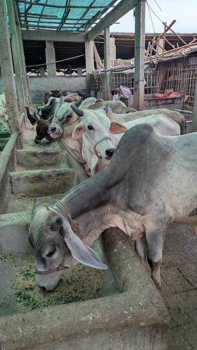 kattu Maal available for slaughter