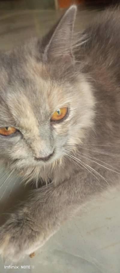 Persian cat 
